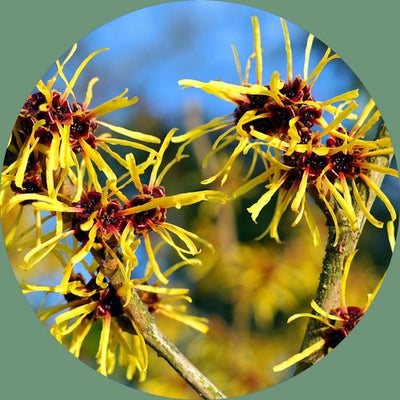 Fleurs d’hamamélis