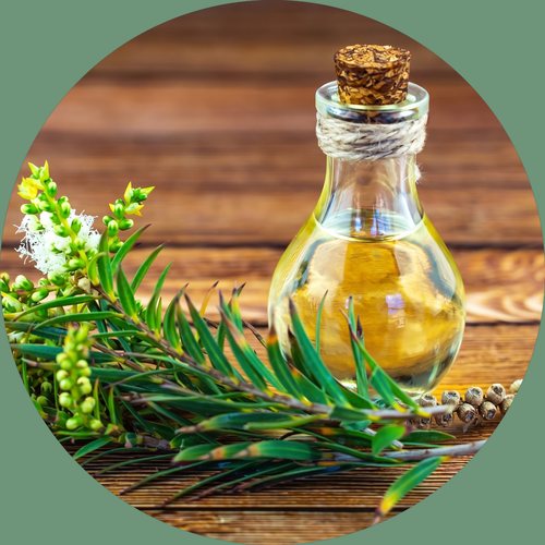 Huile de tea tree